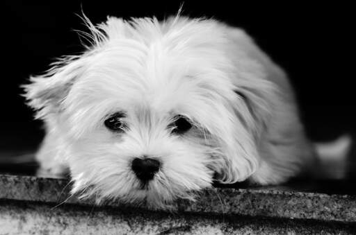 Un jeune chiot lhasa apso avec un merveilleux et long manteau blanc