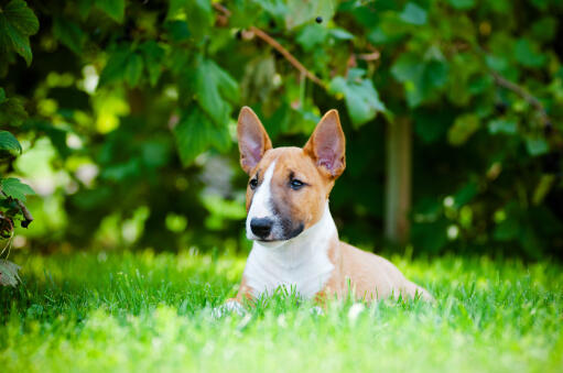 Un petit bull terrier miniature en bonne santé, couché dans l'herbe, profitant du soleil