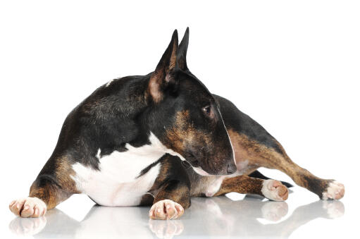 Un bull terrier miniature en bonne santé qui montre son beau pelage épais.