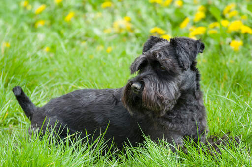 Un magnifique schnauzer miniature noir couché dans l'herbe