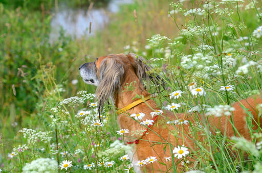 Un saluki qui sort sa tête des hautes herbes