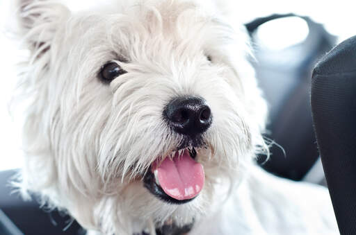 Gros plan sur le magnifique pelage blanc d'un west highland terrier et sur son nez noir à boutons.