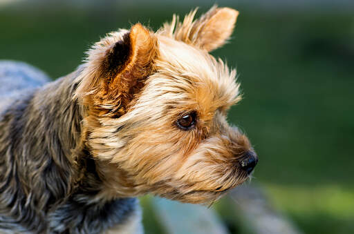 Gros plan sur le poil court, épais et dur du yorkshire terrier.