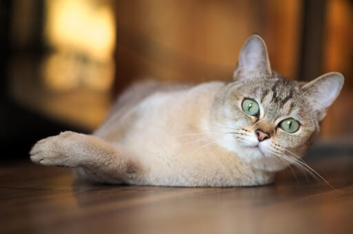 Chat burmilla couché sur un plancher en bois regardant devant lui de manière ludique