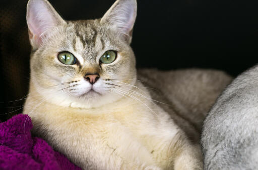 Chat burmilla confortablement installé sur une couverture