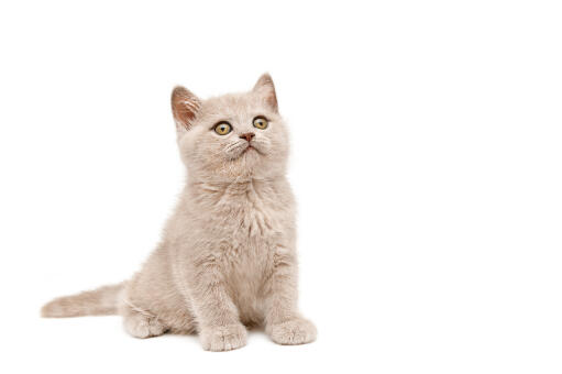 Chaton british shorthair colourpoint assis sur un fond blanc