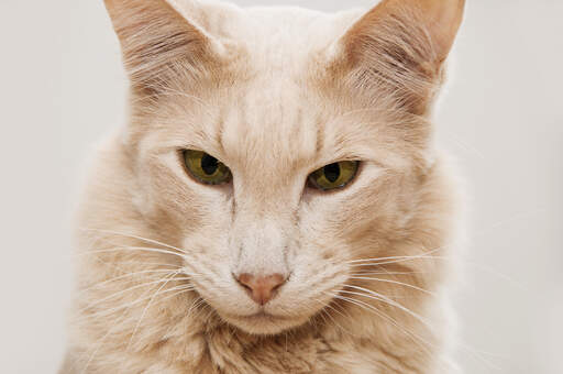 Un chat javanais avec son visage allongé caractéristique