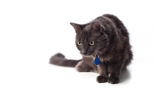 Un chat noir nebelung qui regarde fixement