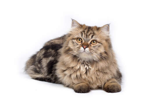 Persian tabby cherche alerte