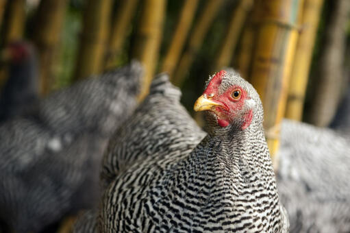 Poulet dominique