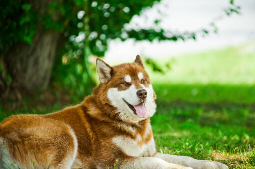 Un malamute d'alaska brun et blanc se reposant dehors sur l'herbe