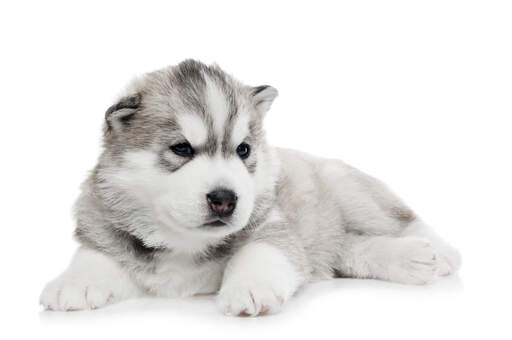 Un jeune chiot malamute d'alaska avec un beau poil épais