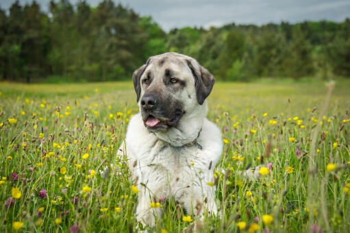 Un adorable chien berger anatolien adulte au poil épais et sain