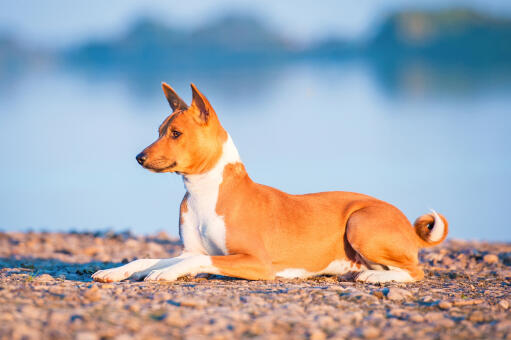 Un jeune basenji brun couché proprement sur les rochers