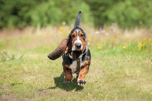 Un basset qui court la queue en l'air.