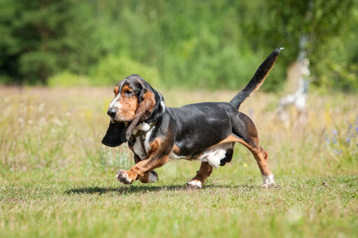 Un beau basset qui se promène, avec un pelage épais et foncé.