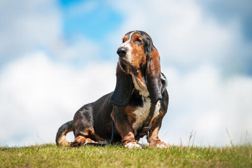 Un adorable petit basset, qui montre ses grandes oreilles tombantes et son long nez.