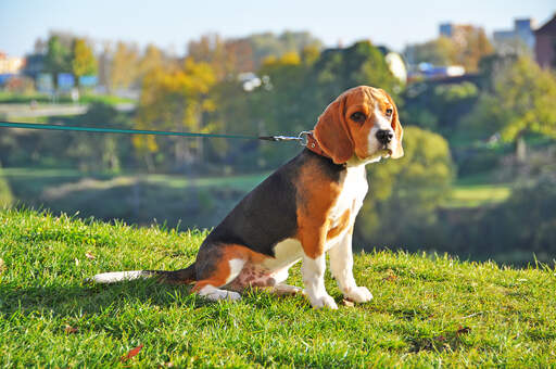 Un chiot beagle mâle, avec un beau pelage court et épais