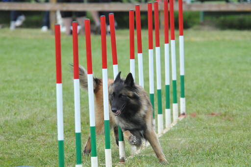 Un chien de berger belge (tervueren) agile sur un parcours d'agilité