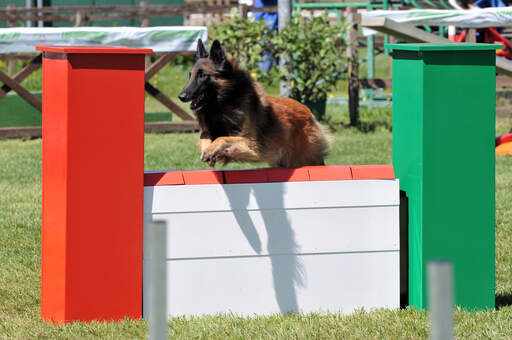 Un chien agile de berger belge (tervueren) sautant un obstacle