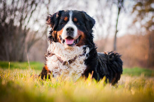 Un beau bouvier bernois adulte, couché dans l'herbe