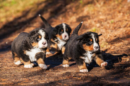 Trois adorables petits bouviers bernois qui courent dehors.