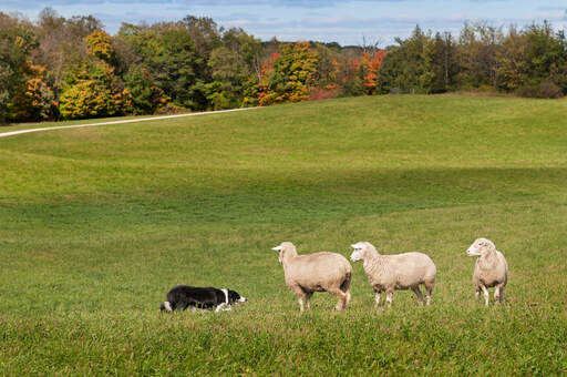 Un border collie dressé dans un environnement parfait pour la garde des troupeaux