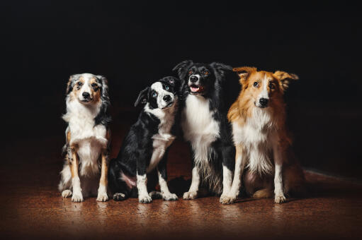 Quatre border collies, chacun avec un pelage de couleur différente