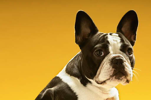 Gros plan sur les belles grandes oreilles d'un boston terrier