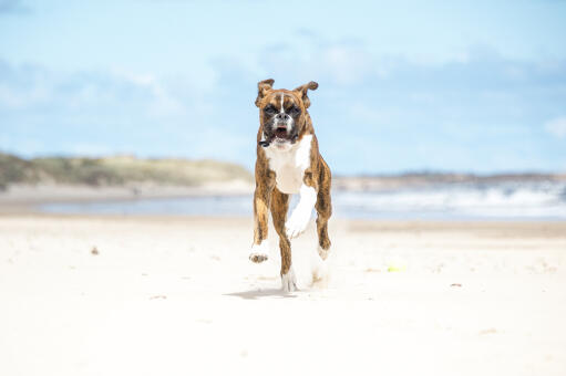 Un boxeur qui charge sur la plage