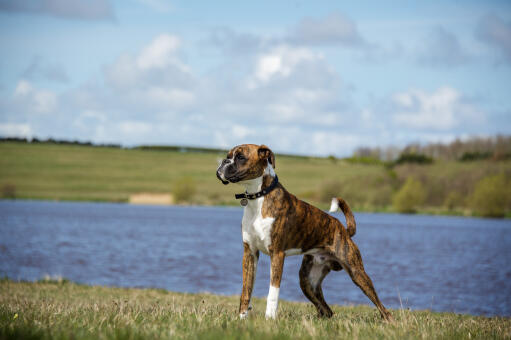 Un beau boxer en promenade