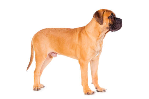 Un beau et jeune mâle bullmastiff se tenant droit, montrant son fort physique