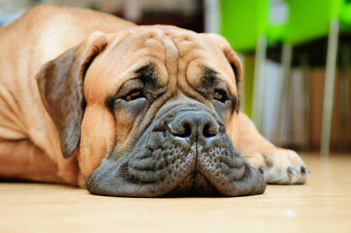 Un gros plan du beau visage ridé d'un bullmastiff