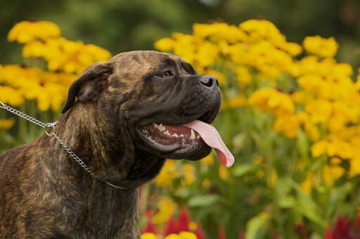 Un gros plan des oreilles repoussées et du nez court d'un bullmastiff