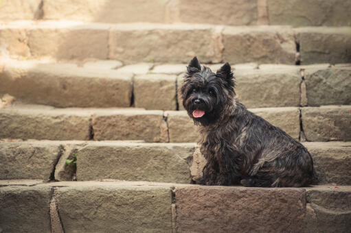 Un beau petit cairn terrier noir, assis gentiment sur une marche