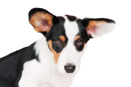 Un gros plan sur les merveilleuses grandes oreilles du cardigan welsh corgi