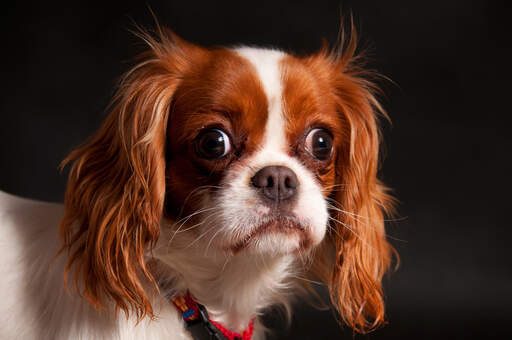 Gros plan d'un magnifique épagneul cavalier king charles au pelage long et doux