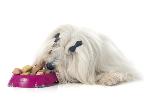 Un coton de tulear appréciant un dîner