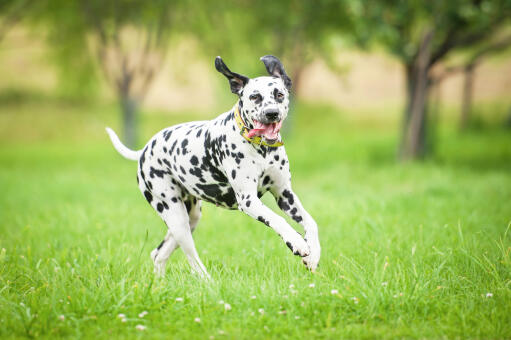 Un dalmatien adulte en bonne santé qui fait de l'exercice dehors