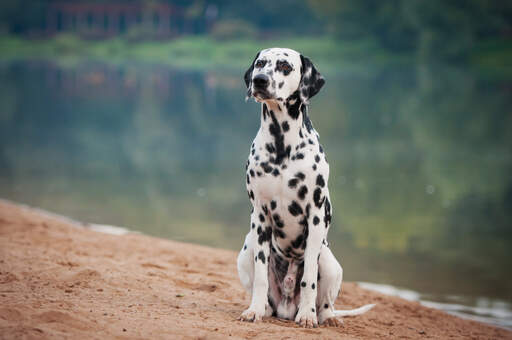 Un dalmatien mâle obéissant, bien assis, attendant un ordre.