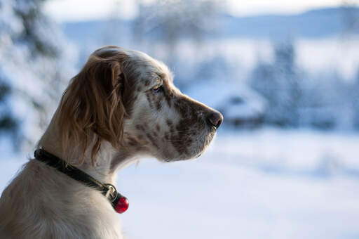 Le beau nez long d'un setter anglais et ses oreilles douces et touffues