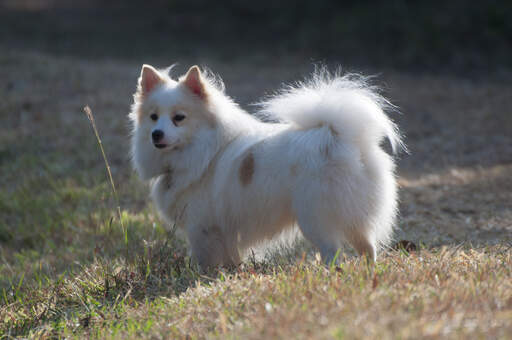 Un spitz japonais adulte en bonne santé avec un pelage épais et doux et une queue touffue