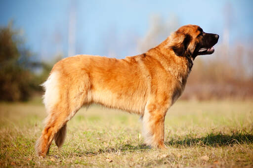 Un magnifique mâle leonberger adulte, montrant son beau et fort physique