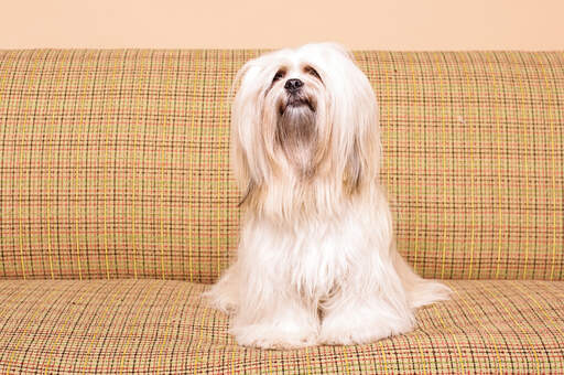 Un lhasa apso avec un beau, long, doux manteau, assis sur le sofa