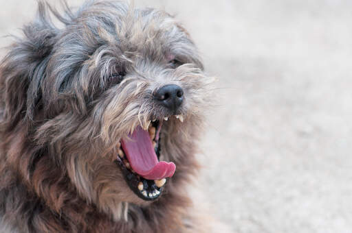 Un lhasa apso adulte baillant, montrant ses jolies petites dents