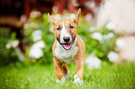 Un adorable bull terrier miniature adulte, jeune, avec un beau pelage doux.