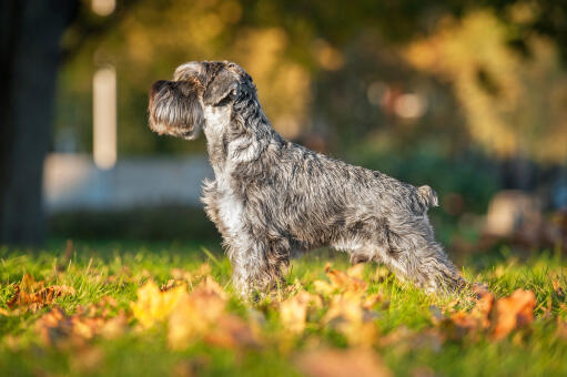 Un schnauzer miniature montrant son incroyable corps sain et son pelage bien soigné