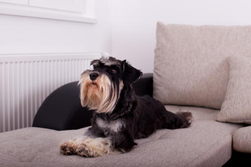 Un schnauzer miniature avec une belle et longue barbe, couché sur le canapé