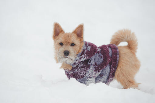 Un norwich terrier avec de merveilleuses oreilles pointues, jouant dans le Snow