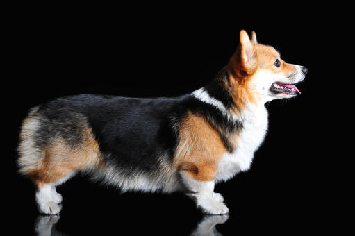 Le merveilleux corps long et les pattes courtes d'un pembroke welsh corgi